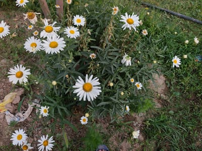 A medium shot captures a cluster of white daisies with yellow centers, some in full bloom and others as buds, interspersed with green foliage. The daisies are scattered across a patch of dry, brown soil with some visible cracks, and the surrounding area is covered in dense green grass. In the background, a dark, thick pipe runs horizontally across the frame. The image appears to be taken outdoors in a natural setting, possibly a garden or a roadside in the city of Sakaldi, Kyrgyzstan. The lighting suggests it's daytime, with soft shadows indicating overcast conditions or late afternoon. No people are clearly visible in the frame, though a portion of a blue sandal is visible at the bottom right edge, suggesting a person is present but out of frame. The scene is static and depicts a natural outdoor environment.