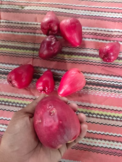 The scene, located in Blangcot Tunong, Indonesia, presents eight red, bell-shaped fruits, consistent with rose apples (Syzygium). One large, irregularly shaped fruit, exhibiting surface blemishes, is held prominently in the foreground by a human hand. Seven additional fruits of varying sizes and shades of red are scattered across a textured, patterned fabric surface. This fabric features horizontal wavy stripes in colors including salmon pink, white, black, light green, and beige, with a predominant pink background. No other individuals or objects are visible in the immediate environment.