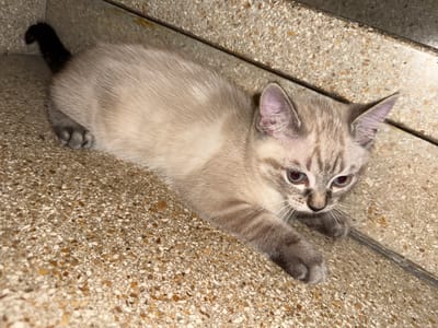 A light-colored kitten with grey tabby markings and blue eyes is lying on a textured, speckled concrete surface, likely stairs or a patio. The kitten's tail is curled and dark grey. The environment appears to be outdoors in Salach, Germany, given the consistent speckled concrete, which is commonly used in public spaces. The lighting suggests it is either dusk or an indoor setting with artificial light.