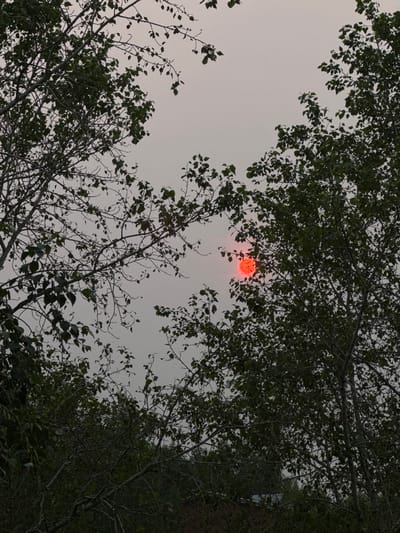 The image depicts a view of the sky through the branches of trees, with a bright red orb, likely the sun, visible through a hazy, overcast sky. The foliage of the trees is dense and dark green, creating a framing effect around the sky. The overall atmosphere is muted and slightly ominous due to the hazy sky and the intense red color of the sun. There are no people or specific objects clearly identifiable in the image, beyond the natural elements of trees and the sky. The scene is devoid of any identifiable landmarks or characteristics that would specifically place it in the city of Andzhero-Sudzhensk, Russia.