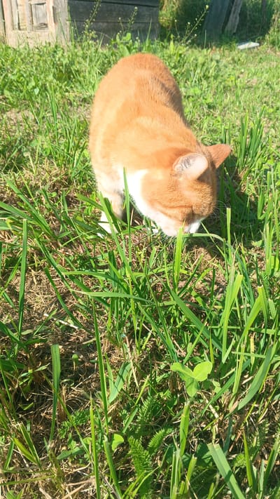 An orange and white cat is sniffing the grass in a sunlit yard. The cat is positioned in the foreground, facing downwards towards the green blades of grass. In the background, a weathered wooden structure, possibly a fence or shed, is visible, with thin stalks of plants growing nearby. The overall scene suggests an outdoor, possibly rural, setting in the Доктаравіцкі сельскі Савет, Belarus.