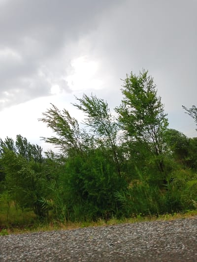 The image depicts a windswept natural scene on the outskirts of Suzak, Kyrgyzstan. In the foreground, a gravel road occupies the bottom portion of the frame. Beyond the road, a dense line of green foliage, including trees and tall grasses, stretches across the middle ground. The trees are characterized by their thin, feathery leaves, many of which are bending and swaying under the force of the wind, creating a sense of movement. The sky above is overcast with heavy, gray clouds, with a brighter patch suggesting the sun is diffused or partially obscured. No people or man-made structures, apart from the road, are visible. The overall impression is one of a natural landscape experiencing windy conditions.