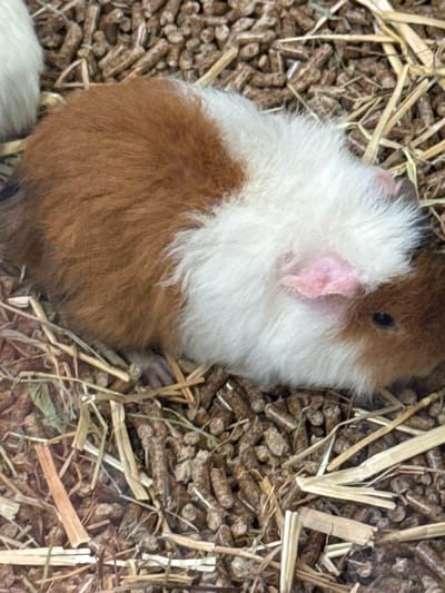The image shows a brown and white guinea pig nestled in a bed of straw and wood pellet bedding. The guinea pig has a brown head and rear, with a wide white band around its midsection. Its left ear is visible and appears pink. The bedding is a mix of light-colored straw and dark brown wood pellets. The location is Villebon-sur-Yvette, France, based on available information.