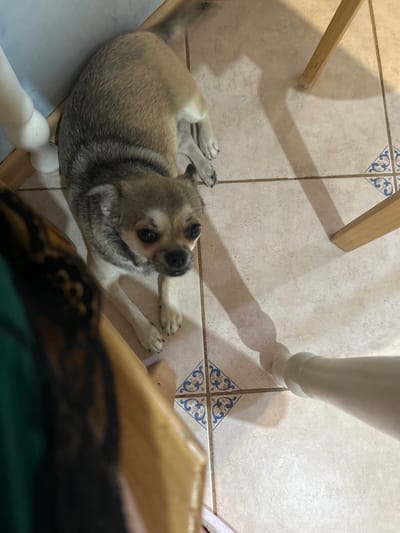 A small tan and grey dog is lying on a light-colored tiled floor in what appears to be an indoor setting. The dog is facing the camera with its head slightly tilted. To the left of the dog is a white, rounded object. Various wooden furniture legs cast long shadows across the floor, which has decorative blue and white corner tiles. A dark, blurry object occupies the lower left portion of the frame. The scene is illuminated by artificial light, creating a dimly lit atmosphere. There is no indication of the city of Mirniy, Russia, or any other specific location.