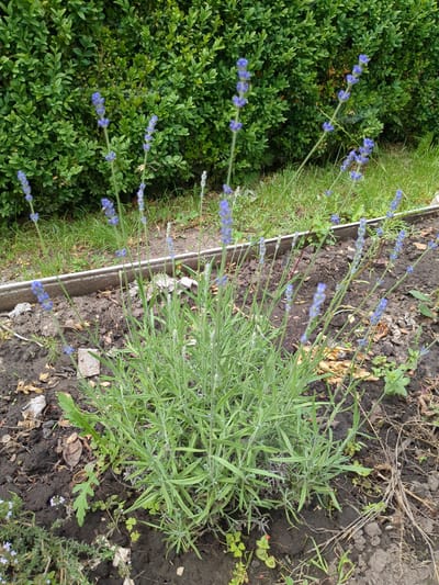 In Boryspil, Ukraine, a lush lavender plant with numerous spiky purple blooms stands prominently in the foreground. The lavender is situated in dark, rich soil, which appears to be part of a garden bed. Surrounding the plant, loose soil, dry leaves, and small green sprouts are visible. A thin metal border runs horizontally across the image, separating the garden bed from a patch of green grass and a dense green hedge in the background. The overall scene depicts a tranquil garden setting on an overcast day.