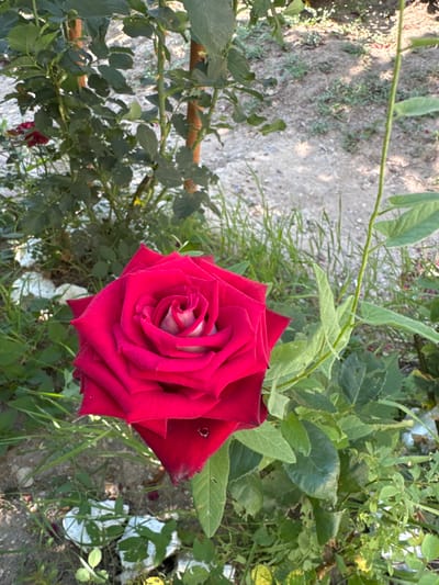 This is a medium shot, eye-level, outdoor photograph of a vibrant red rose in bloom, set against a backdrop of green foliage and a dirt path. The rose is the clear focal point, its rich red petals tightly furled in the center, opening outwards to reveal layers of velvety texture. A hint of lighter pink or cream can be seen within the innermost petals. The rose is positioned on the right side of the frame, with its stem and leaves extending towards the left and top.
The background consists of a rough, sandy or gravelly path to the left, with scattered green grasses and smaller plants growing along its edge. To the right and behind the rose, a dense arrangement of green leaves and thorny stems creates a lush, natural setting. Some white, possibly discarded, paper or plastic is visible in the lower right quadrant, partially obscured by foliage.
The lighting suggests it is daytime, likely morning or afternoon, with the sun casting some dappled shadows on the ground. The overall mood is serene and natural, highlighting the beauty of the rose. The image appears to be taken in a garden or outdoor area, possibly in Cojușna, Moldova, given the context. There is no visible text in the image.
