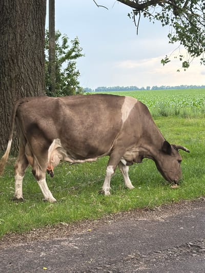 A brown and white cow is pictured outdoors, grazing in a grassy field next to a paved road. The cow is the primary subject, facing right and bending its head down to eat grass. Its hind legs are in the foreground, with one front leg extended. The background reveals a vast green field, likely a crop field, stretching into the distance under a cloudy sky. To the left, a large tree trunk is partially visible, with branches and leaves extending upwards. The scene appears to be a rural setting in Zalyvanshchyna, Ukraine. The time of day seems to be daytime, with diffused light suggesting it might be overcast or nearing dusk. No text is visible in the image.
