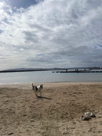 The image displays a sandy beach in L'estartit, Spain, under a sky largely covered by white and grey stratocumulus clouds. A medium-sized, black and white dog, appearing to be a Border Collie type, is the sole animal subject, positioned in the foreground, mid-stride, moving towards the right. Its mouth is slightly open, and its tail is elevated. The dog casts a shadow behind and to its right on the light brown sand. In the lower right corner, two light-colored rocks are visible on the sand.

The water body in the midground is calm, with a dark blue-grey hue, showing reflections from the sky. A line of dark buoys is spaced across the water. A long, grey stone breakwater with a white lighthouse or beacon at its far end extends from the left side of the frame into the water. Further to the right, a dark pier or dock structure with several vertical mooring posts extends into the water. Distant, low-lying hills or mountains are visible on the horizon line. No human figures are present in the scene.