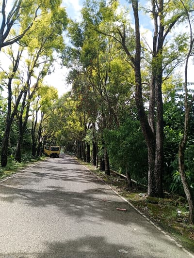 The image captures a scenic, tree-lined road in Hinabangan, Philippines, under bright daylight. The paved road stretches into the distance, framed on both sides by tall, leafy trees that form a natural canopy overhead. The foliage is predominantly green and yellowish-green, with some trees exhibiting darker, textured trunks.

A notable object in the scene is a yellow utility truck or small bus, parked on the left side of the road further down the path. The driver's side door of the vehicle appears to be open. No people are visible, and there is no activity taking place beyond the stationary vehicle, contributing to a sense of tranquility.

The time of day appears to be late morning or early afternoon, as evidenced by the bright sunlight filtering through the tree canopy and casting prominent, dappled shadows across the asphalt road. Patches of blue sky with white clouds are visible through the gaps in the leaves. The overall weather seems clear and sunny. The roadside features dense, lush vegetation beyond the primary line of trees, suggesting a verdant, possibly rural or semi-rural setting. There is no visible text in the image.