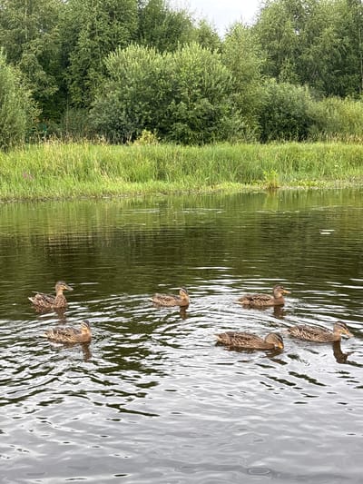 Six mallard ducks are swimming in a calm body of water, likely a pond or slow-moving river. The ducks are mottled brown and appear to be foraging or socializing. The water has ripples and reflections of the surrounding greenery. In the background, there is a dense line of trees and tall green grass, suggesting a natural, outdoor environment. The overall scene is serene and depicts wildlife in its habitat. The location is Anteplevo (Okhotinskoe S/P), Russia.