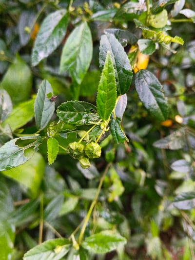 This image captures a close-up, macro-level view of dense green foliage, located in Mengzi City, China. The scene is dominated by numerous green leaves of various sizes and shades, many displaying small, clear water droplets on their surfaces. In the upper left quadrant, a small, dark-colored insect, consistent with a fly or beetle, is observed stationary on a leaf. Several leaves exhibit irregular holes and frayed edges, indicative of past consumption or damage. Central to the frame is a cluster of approximately five to seven small, spherical, pale green botanical structures, likely unopened buds or nascent fruits, nestled among the leaves. The background consists of out-of-focus green and yellowish plant material, suggesting a lush, verdant outdoor environment. No human subjects or discernible human-made objects are present.