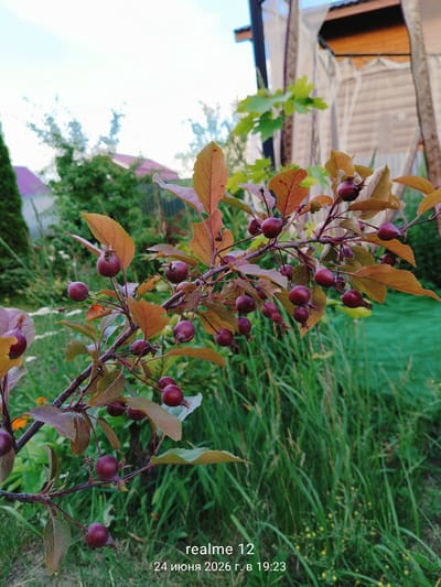 The image shows a close-up of a branch with small, dark red berries and coppery-brown leaves, set against a blurred background of a garden. The berries are round and appear to be on a crabapple or similar fruit tree. The leaves are in various stages of autumnal color change, with some still green and others a vibrant orange-brown.

In the background, out of focus, is a green lawn with tall grass and some small yellow flowers. Behind the grass, there are hints of a house with a pink roof and a wooden gazebo or pergola with sheer curtains. The overall setting is a residential garden.

The lighting suggests it is daytime, likely late afternoon given the warm tones of the leaves. The sky is a light blue with some white clouds, indicating fair weather.

The visible text at the bottom right corner reads "realme 12 24 июня 2026 г. в 19:23". This indicates the device used to capture the image and the date and time it was taken, June 24, 2026, at 7:23 PM. The location context provided is Oseyevo, Russia. There are no people visible in the image. The overall mood is serene and autumnal, focusing on the natural beauty of the plant.
