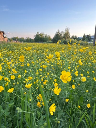 The image depicts a field brimming with yellow buttercups under a clear blue sky. The foreground is dominated by the vibrant yellow blooms and lush green stems and leaves of the buttercups, with some flowers in focus and others blurred in the background. In the distance, to the left, a dilapidated wooden structure, possibly an abandoned house, is visible. Further in the background, a line of trees forms a natural horizon. The overall scene suggests a rural setting, likely a meadow or field, characterized by natural flora and minimal human presence. The location is specified as Izyayu, Russia.