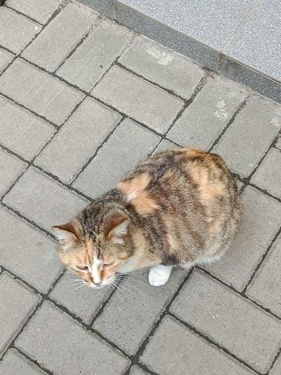 A calico cat is sitting on a cobblestone sidewalk in Biloziria, Ukraine. The cat is facing downwards, with its eyes closed and its ears slightly perked. Its fur is a mix of orange, black, and white. One of its front paws is extended, showing a white sock. The sidewalk is made of gray rectangular pavers with dark grout lines. In the upper right corner, there is a textured gray surface, possibly another type of pavement or a wall.