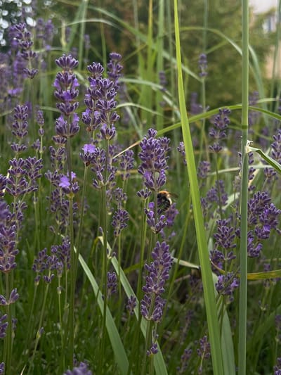 In Borowa, Poland, a close-up photograph captures a patch of lavender in bloom. A bumblebee is visible, hovering and feeding on one of the lavender sprigs. The background is a blur of green foliage and hints of buildings, suggesting an outdoor setting within or near the town. The focus is on the textured purple lavender flowers and the bee, creating a serene, natural scene.