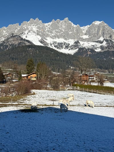 The image depicts a winter scene in Going am Wilden Kaiser, Austria. In the foreground, a snow-covered field with visible patches of underlying brown vegetation contains six light-colored horses; four are actively grazing with their heads lowered. A deep, angular shadow extends across the lower right section of the field. The midground features several traditional wooden buildings, including one with a visible "HOTEL" sign on its facade, and a distinct multi-tiered wooden structure resembling a treehouse positioned amidst bare deciduous trees and denser coniferous forests. The background is dominated by the rugged, snow-capped peaks of the Wilder Kaiser mountain range under a clear blue sky.