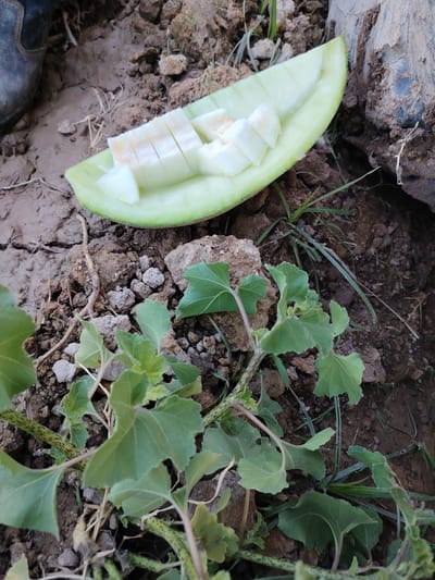 A slice of cantaloupe, cut into pieces, rests on the ground in Chimkurgan, Uzbekistan. The melon slice is light green with a creamy white interior, showing visible seeds. It is positioned on a bed of dry soil and sparse green vegetation. In the background, parts of a dark boot are visible on the left, and a large, dark, possibly muddy object, perhaps a tractor tire, is on the right. The ground appears dry and cracked in places, with small stones and twigs scattered throughout. A low-lying green plant with lobed leaves is growing in the foreground. The overall scene suggests an outdoor, possibly agricultural, setting.