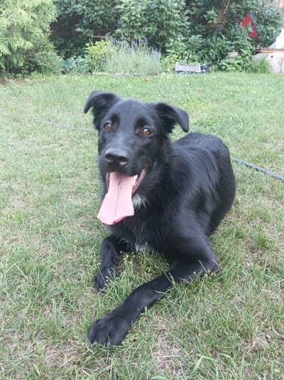 A black dog with its tongue out is lying on a grassy lawn. The dog is in the foreground and is looking at the camera. The background is a garden with bushes and plants. The location is the Шарпілаўскі сельскі Савет, Belarus.