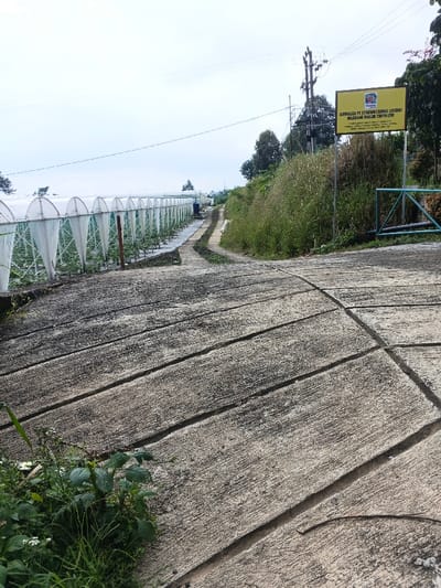 The image displays an outdoor agricultural facility at the Nebilver (Tegal) Admin Centre in Papua New Guinea, viewed on what appears to be an overcast day. In the foreground, a textured concrete path with visible expansion joints leads into the scene, with some green foliage and weeds growing along its left edge.
The path splits in the midground. To the left, a long series of white, arched structures resembling greenhouses or grow tunnels stretches into the distance. These structures, possibly covered with mesh or a translucent material, house rows of plants, likely strawberries, given the signage. A narrow dirt or gravel path runs alongside these tunnels.
To the right, a grassy, overgrown embankment rises. A prominent yellow rectangular sign, mounted on poles, stands on this bank. The sign features a logo, possibly depicting a strawberry, and reads in Indonesian: "KAWASAN PT STRAWBERRY LESTARI" (PT Strawberry Lestari Area) and "MELALUI PT NIP LION" (Through PT NIP Lion). Below this, smaller text includes "KANTOR PUSAT" (Head Office), an address starting with "JL. JEND. A. YANI", and a telephone number, indicating administrative details. Partially visible behind the sign is a green metal gate or barrier. Overhead power lines and utility poles are also present against the hazy, light-colored sky. In the background, distant trees and potentially more facility structures are visible, suggesting a large-scale farming operation. No human activity is depicted.