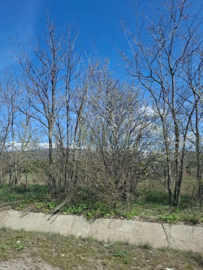 The image shows a concrete pathway running alongside a line of trees with bare branches against a clear blue sky. Some of the trees have white blossoms. Grass and other low-lying vegetation grow along the pathway's edge. The image appears to be taken in a park or wooded area in Gradets, Bulgaria. No people are visible.