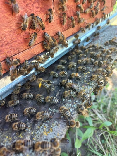 The image shows a close-up view of a beehive entrance in Calarașovca, Moldova. Numerous honeybees are clustered on the wooden hive and the adjacent surface, some entering and exiting the hive. The bees are primarily brown and yellow with striped abdomens. The hive's entrance is a reddish-orange wooden structure with a metal lip. The ground around the hive is covered with grass and some lichen-covered rocks. The focus is on the bees and their activity at the hive entrance, with the surrounding environment providing context.
