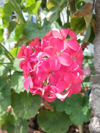 The image displays a close-up, slightly overhead view of a cluster of vibrant pink geranium flowers. The flowers are in full bloom, with delicate petals arranged in a circular formation. Some of the petals show slight imperfections, such as minor tears or creases. Surrounding the flowers are lush green leaves, some of which appear slightly aged or dried in places, showing hints of yellow and brown. To the right of the flowers, a rough, textured surface, possibly a stone wall or column, is visible. The background consists of blurred greenery and hints of a building or structure, suggesting an outdoor setting. The scene is well-lit, with sunlight casting shadows and highlighting the textures of the petals and leaves. There are no people or animals present in the image. The image's location in Ijevan, Armenia, is noted, implying the photograph was taken in a natural or garden environment within that city.