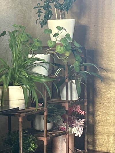 The image shows a multi-tiered wooden shelf holding various potted plants. The plants include spider plants, geraniums, African violets, and other foliage. The pots are predominantly white and cylindrical. There are also some decorative elements, such as small floral arrangements and the word "Love" displayed on one of the shelves. The background appears to be a textured wall, likely in an indoor environment. The location of this scene is not specified, but the prompt requested the city Yugo-Severnaya, Russia, which is a fictional location as there is no city in Russia with that name.