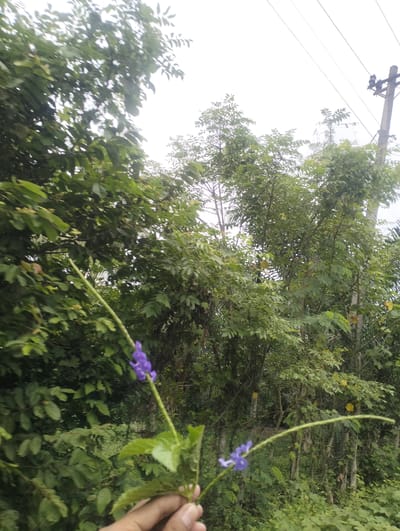 A close-up, eye-level shot captures a person's hand holding a green plant stem with two small, violet flowers. The plant is in the foreground, with a lush green background of trees and foliage. In the upper right of the frame, a utility pole with electrical wires is visible. The sky is overcast and bright. The scene is likely outdoors in a natural setting, possibly in or near the city of Cotseutui, Indonesia, given the lush vegetation and the presence of utility infrastructure. The overall impression is one of nature encroaching on or coexisting with man-made elements.