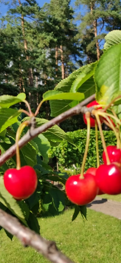 A close-up shot captures a cluster of ripe red cherries hanging from a branch on a sunny day. The cherries are plump and glossy, with their stems still attached. Lush green leaves surround the fruit, some of which are blurred due to their proximity to the camera. In the background, tall green trees and a vibrant green lawn are visible under a clear blue sky. A paved pathway can be seen in the distance. The scene is set outdoors, likely in a garden or orchard, within the Калодзішчанскі сельскі Савет, Belarus.