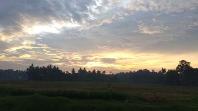 The image depicts a landscape at sunrise or sunset in Blangtingkeum, Indonesia. The sky is filled with clouds, illuminated with yellow and orange light. A line of trees, predominantly palms, stretches across the horizon. In the foreground, a field of mixed grasses and vegetation leads towards the tree line. No people or direct interactions are visible in the scene.