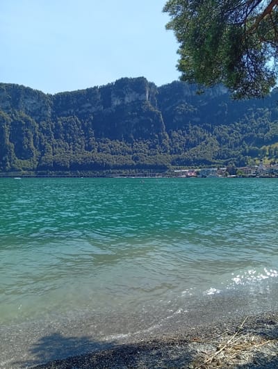 This is a photograph of Lake Lucerne in Hergiswil, Switzerland, on a sunny day. The foreground features a pebble beach with some dried reeds. The turquoise water of the lake dominates the middle ground, with gentle ripples and sunlight reflecting on its surface. In the background, a densely forested mountain range rises steeply, with sheer rock faces visible in places. Along the base of the mountain, a town is visible with buildings and a church spire. A tree branch hangs from the top right corner, partially obscuring the sky.