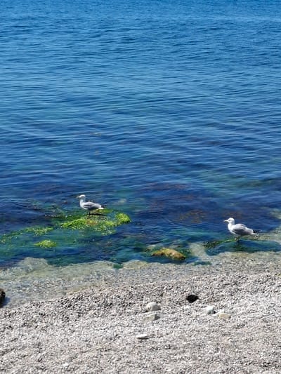 The image depicts a natural scene of the sea and shoreline. The water is a deep blue with ripples and variations in shade indicating depth. Near the shore, the water is clearer, revealing submerged rocks and patches of green algae. The shoreline is composed of small, light-colored pebbles. Two seagulls are present. One seagull stands on a submerged rock covered in green algae in the mid-ground of the image. The second seagull stands at the water's edge in the lower right portion of the image. The overall impression is one of a calm, sunny day at the coast. The location is the Щебетовский поселковый совет in Ukraine.