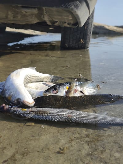 A low-angle shot shows several freshly caught fish lying in shallow water. The fish are of various sizes and species, with their scales shimmering in the sunlight. Some of the fish are partially submerged, while others are more exposed. The water is clear and calm, with a sandy bottom visible beneath the surface. In the background, the underside of a vehicle and its tire are visible, suggesting the fish were caught near a roadside or parking area. The overall scene appears to be outdoors, with natural light and a clear sky. The location of Saiyn Şapağatov, Kazakhstan, is not explicitly visible in the image but can be inferred as the setting for this photograph.