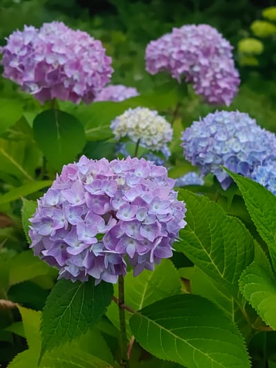 The image depicts a close-up view of blooming hydrangeas, showcasing clusters of delicate, star-shaped flowers in various shades of purple and blue. The blossoms are densely packed, forming spherical clusters against a backdrop of lush green foliage. The leaves are broad and veined, with a slightly serrated edge. The lighting suggests an outdoor setting, possibly a garden or park, with soft natural light illuminating the flowers. There are no people or animals visible in the image. The overall impression is one of natural beauty and vibrant floral display. This scene is not specific to any particular location within Georgsmarienhütte, Germany, as hydrangeas are common garden plants found in many residential and public green spaces.