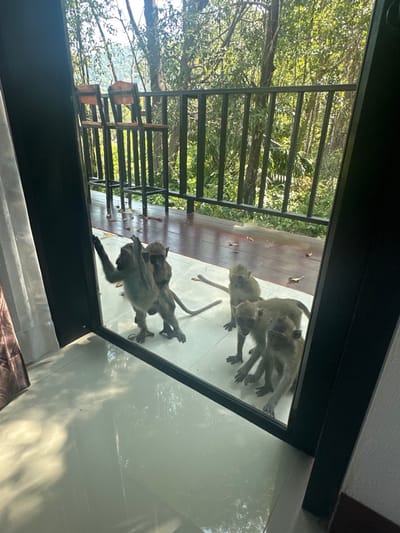 The scene, located in Phra Ae, Thailand, is observed from an interior vantage point looking out through a clear glass barrier, likely a door or large window. Five macaque monkeys are present on a wooden deck immediately outside the glass. On the left, one monkey stands upright on its hind legs, with both forepaws pressed against the glass. A smaller monkey is observed clinging to its back. To the right of this pair, three other macaques are positioned on all fours, facing the glass. The exterior deck features a dark metal railing separating it from a dense forest background. Two dark-framed bar stools with wooden seats are visible on the left side of the deck. The environment outside is brightly lit by sunlight, illuminating the lush foliage of the forest. The interior features a white tiled floor and a partially visible brown curtain on the left.