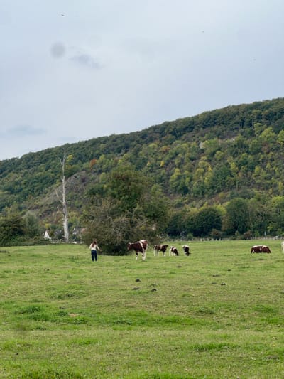 The image presents a rural landscape, identifiable as a pastoral area near Vernon, France, characterized by rolling hills and agricultural land. The foreground features an expansive, well-maintained green grass field, exhibiting minor undulations.
In the midground, one individual, appearing to be an adult female with long, dark hair, is observed from behind, moving rightward across the field. She wears a light-colored long-sleeved top and dark trousers, and holds a thin, light-colored stick-like object in her right hand, extended forward. She is situated to the left of a dense, rounded green tree.
A small herd of cattle occupies the midground. Five cows, predominantly brown and white mottled, are visible near the individual. A large cow stands facing left, positioned directly to the individual's right. Behind this cow, three smaller cows, likely calves, are present; one is standing, and two have their heads lowered, grazing. Further to the right in the midground, two additional cows are present; one stands, and one is lying down, both appearing mostly brown. Distant, light-colored fence posts are faintly discernible along the far edge of the field.
The background is dominated by a large, steep hill covered densely with deciduous trees, displaying a mix of green, yellow, and orange autumnal foliage. On the lower left slope of this hill, a tall, bare, light-colored tree stands prominently. Below it and further in the distance, a cluster of white buildings with dark roofs suggests a small, distant settlement. The sky is uniformly overcast and light grey, with two small, dark, indistinct specks visible in the upper portion of the frame. Lighting is diffused, consistent with an overcast day.