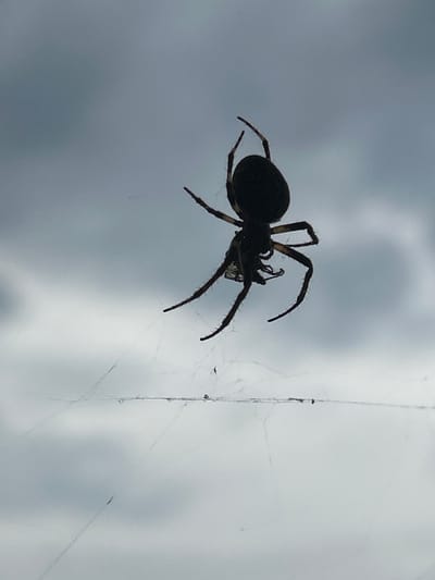 A silhouette of a spider is captured on a spiderweb against a cloudy sky. The spider is dark and appears to be in the center-left of the frame, with its legs spread out. The spiderweb is faintly visible, with thin strands extending from the spider to the right and bottom of the image. The background is a blurry expanse of gray and white clouds, suggesting an overcast or potentially stormy day. There are no people, visible text, or other distinct objects in the frame. The lighting suggests it's daytime, but the cloudy conditions obscure any direct sunlight or clear shadows. The overall impression is one of nature's small details, viewed from a distance against a dramatic, muted sky. The location is noted as Haaslava, Estonia.