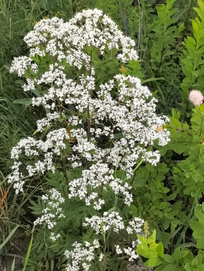 A close-up, overhead shot captures a cluster of delicate white flowers against a backdrop of vibrant green foliage in Novotaltitsy, Russia. The main subject is a large, multi-branched spray of tiny white blossoms, dense and airy, with some yellow-tinged seed pods visible amongst the flowers. The flowers are set against a backdrop of various green leaves, some broad and flat, others more elongated and grass-like. To the right of the white flowers, a single fluffy pink flower bud is visible. The lighting suggests an outdoor environment, likely a garden or a natural area.