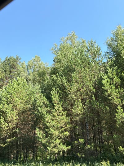 A dense forest of pine and birch trees is depicted against a clear blue sky. The image is taken from a low angle, looking up into the canopy. Sunlight filters through the branches, creating dappled light and shadow. In the foreground, tall grasses and other vegetation are visible. The scene appears to be located in a natural area, possibly a park or a wooded section of Uznezya, Russia, given the typical flora of the region. No people or animals are visible in the image.