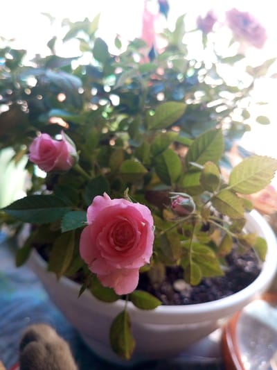 A potted rose plant with pink roses and green leaves sits in a white pot on a blurred surface. The background is brightly lit, suggesting sunlight.