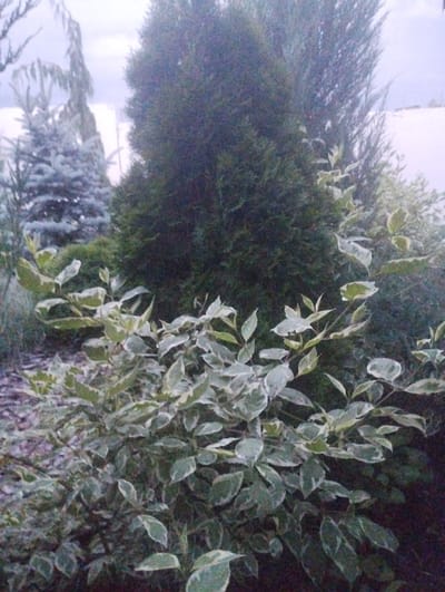 The image depicts an outdoor scene featuring several types of coniferous trees and a variegated shrub in the foreground. In the background, a large, dark green coniferous tree, possibly a cypress or juniper, dominates the center. To the left, a lighter green, possibly blue spruce, is visible, with its branches appearing frosted or covered in a light dusting. The foreground is occupied by a dense shrub with ovate leaves that are variegated with white or pale green edges. The overall setting suggests a garden or park, likely in a temperate climate.

The lighting in the image is diffused, indicating it might be a cloudy day, possibly late afternoon or early morning. There is no active event or activity taking place; the scene is static, focusing on the foliage and plant life. The environment appears cool, and there are no visible signs of human presence or activity. The background hints at a structure or building behind the foliage, with a white surface that could be snow, a wall, or fencing.

Notable details include the texture and coloration of the plants. The variegated shrub's pattern is prominent, with clear contrast between the green centers and the lighter margins of its leaves. The scale of the trees suggests a mature planting. No text is visible in the image. The context of Berdychiv, Ukraine, places this scene in a European setting.