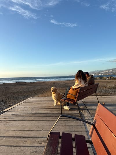 A tranquil scene unfolds by the coast. A woman with curly hair sits on a brown bench with her dog, likely a golden retriever, standing beside her. The ocean stretches toward a distant city skyline under a clear blue sky. The scene is bathed in warm, natural light, enhancing the serene ambiance. The boardwalk, made of light wood, leads the eye toward the couple and their dog.