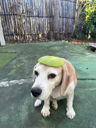 A tri-color Beagle dog is depicted seated on a weathered, green-tinted concrete surface in Dumbéa, France. A flat, circular, light green object, approximately 10-12 cm in diameter with a central indentation, rests on the dog's head. The dog's gaze is directed downwards and slightly towards the left of the frame. In the background, a tall bamboo fence runs horizontally, illuminated by natural sunlight filtering through its vertical segments, creating distinct patterns of light and shadow. Behind the fence, various trees and sparse vegetation are visible, including a prominent palm tree trunk. Patches of soil and ground cover are present at the base of the fence, and a small, weathered wooden structure is partially visible on the ground to the far right. The scene is under natural daylight conditions.