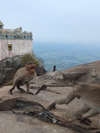The image depicts a scene on a rocky outcrop overlooking a valley, identified as being in the city of Kadaladi, India. In the immediate foreground, two macaque monkeys are situated on rough, grey-brown rock formations. A light brown monkey on the left is in a crouched position, facing right, with its left hand firmly grasping the tail of a second monkey, whose lower body is partially visible in the lower right quadrant of the frame. The second monkey is also in a crouched or transitional posture on the rock.

In the midground, to the upper left, a multi-tiered structure, likely part of a temple, is visible. This building features vertical pink stripes on a white base, with elaborate, colorful sculptural details in blue, green, and gold adorning its upper tiers. A single yellow-framed window is present on the visible side of the building. Small yellow flowering bushes grow near the base of the structure.

The background reveals an expansive, hazy valley, stretching far into the distance under a pale, overcast sky. The valley floor contains visible patches of agricultural land, bodies of water, and faint indications of human habitation, all gradually obscured by atmospheric haze. The scene is observed from a high vantage point.