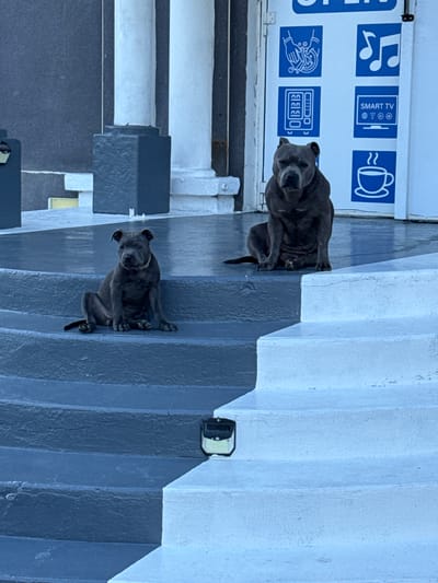 Two dark-colored dogs, likely pit bulls, are perched on dark gray stairs. The dog in the foreground is positioned further down the stairs and is looking directly at the camera with its head tilted slightly. The second dog is situated higher up on the stairs, also looking towards the camera. The stairs are painted in alternating shades of dark gray and a lighter, possibly white or light blue, color.
Behind the dogs, on a white wall, are several blue and white signs with pictograms. One sign displays a musical note, another shows a coffee cup with steam, a third depicts a person washing their hands, and a fourth shows a keypad with numbers. A sign labeled "SMART TV" with an icon of a television set is also visible.
The image appears to be taken outdoors on a bright day, casting shadows. The overall setting suggests an exterior location, possibly a public space or a building entrance. The dogs' posture and gaze do not convey any strong emotions, appearing alert and curious. The image is oriented vertically, with the dogs and stairs extending from the bottom to the top. The location is identified as Grenay, France.