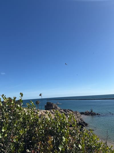 The photograph captures a coastal scene in Newport Beach, California, United States. The sky is a clear, vibrant blue, sparsely populated by a few birds in flight. The foreground is dominated by a lush expanse of green vegetation, behind which rocky formations meet the ocean. Two slender palm trees stand amidst the rocks. The ocean, a mix of blue and turquoise hues, stretches towards the horizon, where a man-made breakwater is visible. A lifeguard station sits on a small outcropping of rock, partially surrounded by the water. The overall impression is one of a sunny, calm day at the beach.