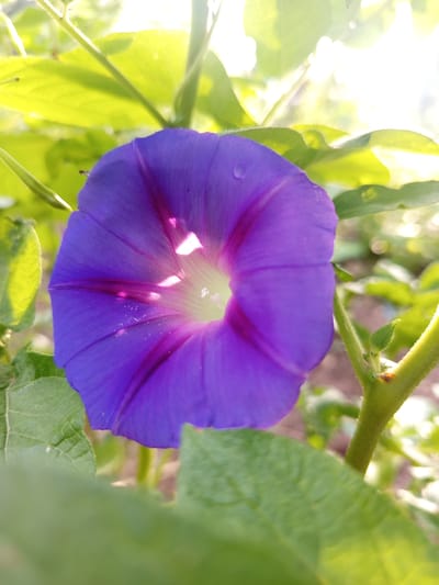 A close-up, low-angle shot focuses on a vibrant purple morning glory flower. The flower's petals, tinged with a darker purple towards the center, are slightly translucent, allowing light to filter through. Tiny water droplets are visible on one of the petals, and small white specks, possibly pollen or dust, are scattered inside the bloom. The flower is surrounded by lush green foliage, with some leaves in sharp focus and others blurred in the foreground and background. A thin green stem, with small leaves and a brown speck, is visible to the right of the flower. The background is a soft blur of greens and yellows, suggesting a sunny outdoor environment. The image captures a moment in a garden in Poltavka, Kyrgyzstan.