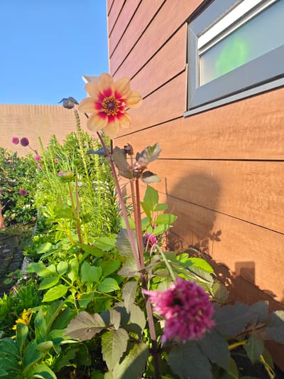 A close-up, eye-level shot shows a garden with various plants and flowers in front of a wooden wall. In the foreground, a light orange dahlia with a red center is in bloom. Behind it, a cluster of small, deep pink flowers is visible, blurred due to being out of focus. Several green plants with broad leaves are also present, along with some taller, spiky green foliage and a few buds. A yellow flower is partially visible towards the bottom left. The garden is situated in a residential area of Nieuw-Vennep, Netherlands, with a brick wall and a clear blue sky in the background. A modern wooden-paneled wall with a rectangular window is to the right of the frame. The window is dark and reflects a faint green light. A shadow of a plant is cast on the wooden wall.