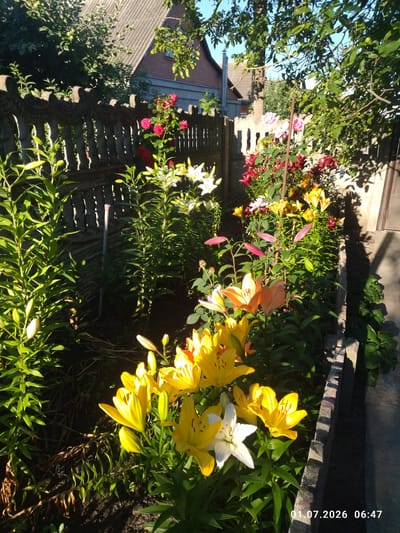 The image depicts a vibrant garden in Zavodske, Ukraine, bathed in bright sunlight. A decorative stone fence runs along the left side, with a house visible in the background. In the foreground, a variety of lilies are in full bloom, showcasing a spectrum of colors including yellow, white, orange, and pink. Some lilies are still in bud. Lush green foliage surrounds the flowers, and dappled sunlight creates shadows on the ground. The scene is peaceful and picturesque, highlighting the beauty of nature in a residential setting.
