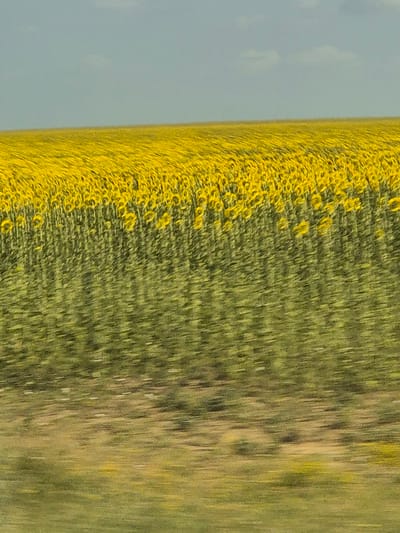 The image depicts a vast, blurred field of yellow sunflowers under a hazy, light blue sky. The foreground is heavily blurred, suggesting motion, with streaks of green and brown indicating a landscape or roadside. The middle ground is dominated by the dense, yellow expanse of sunflowers, with hints of green stems and darker centers. The horizon line is indistinct, with the sky meeting the field in a soft blend. The overall impression is one of a windy day or a fast-moving perspective through a sunflower field, likely in an agricultural region. The specific location of Новосел ауылдық округі, Kazakhstan, would imply this is an outdoor, rural setting.